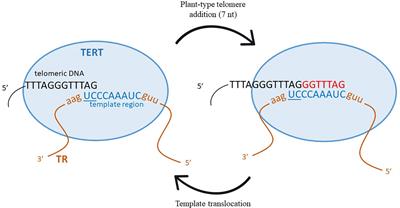 Origin, Diversity, and Evolution of Telomere Sequences in Plants